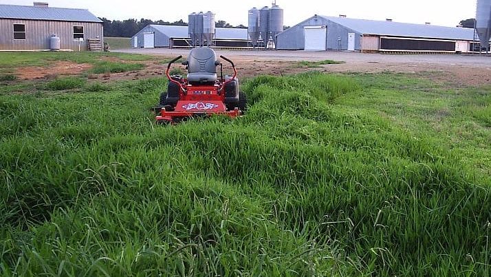 Native Grass Mowing